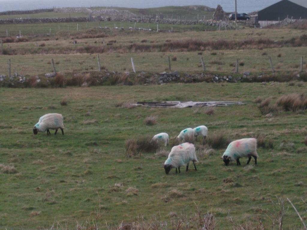 Fuchsia House Bed And Breakfast Connemara Renvyle Eksteriør billede